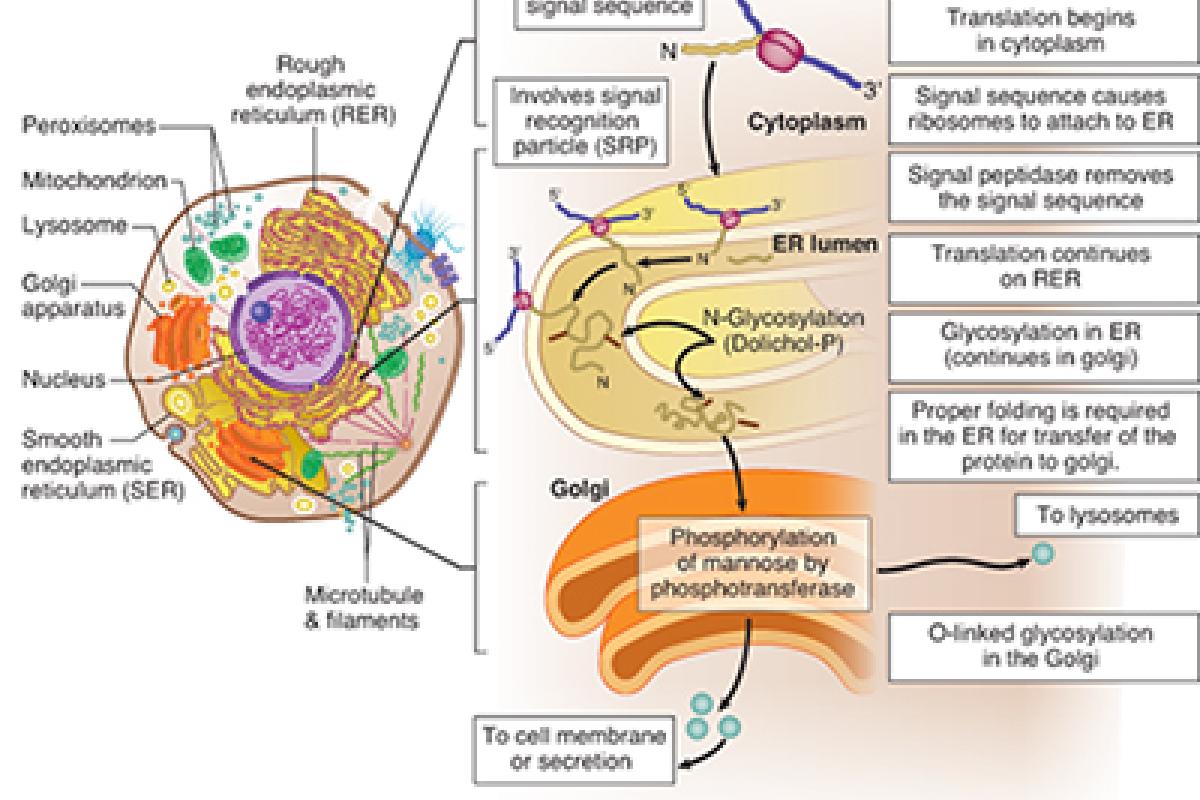 USMLE diagram of Phosphorylation of mannose at lysosomal-targeting sites